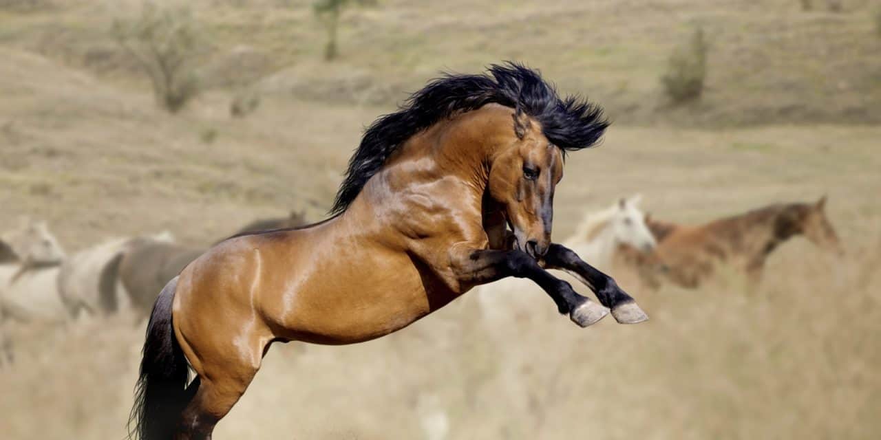 Mustang Investments, LLC